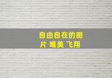 自由自在的图片 唯美 飞翔